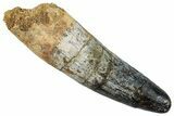 Fossil Spinosaurus Tooth - Giant Dinosaur Tooth #262977-1
